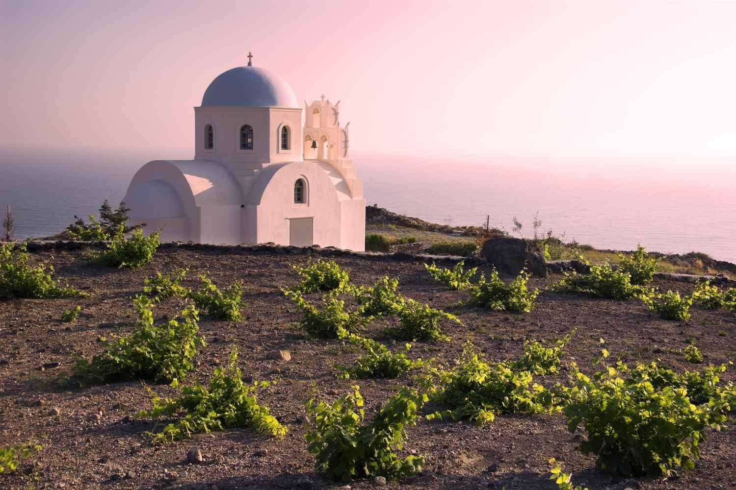 Santorini vineyard with traditional basket-trained vines