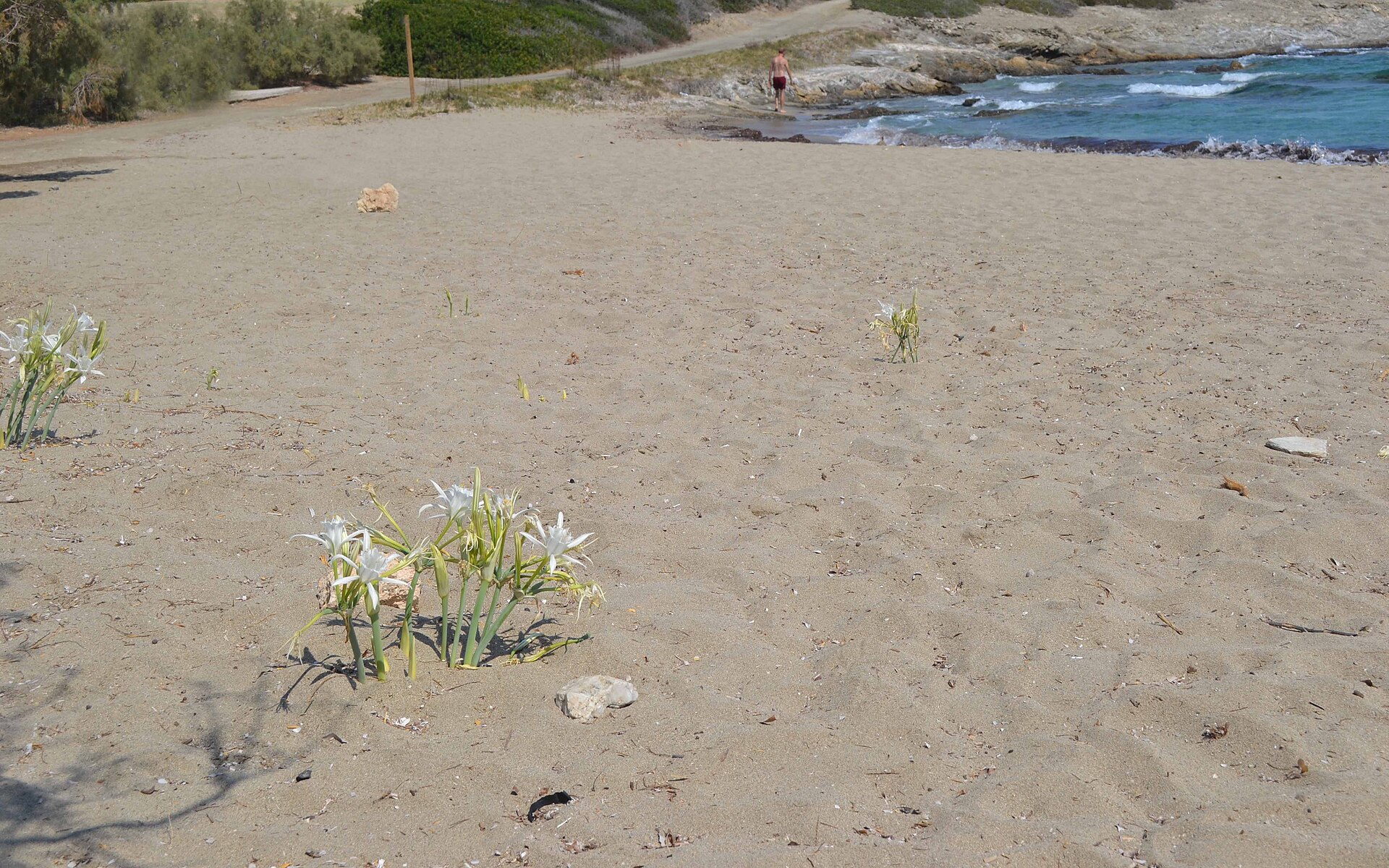 Lioliou beach, Schinoussa: Remote & Untouched